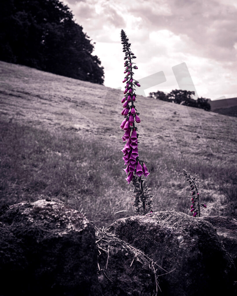 Foxgloves, Bolton Abbey, North Yorkshire | Wall Art, Fine Art Photography Print