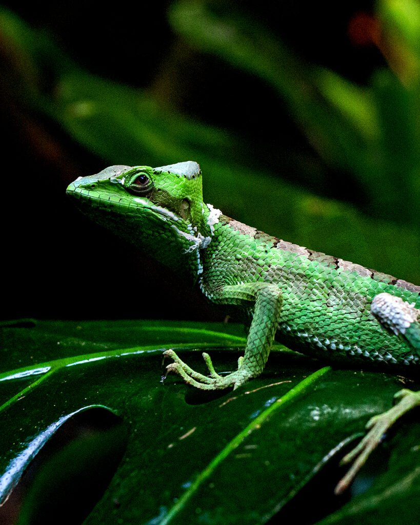 Yer a Lizard Larry | Wall Art, Fine Art Photography Print